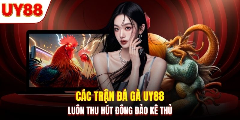 Các trận đá gà UY88 luôn thu hút đông đảo kê thủ