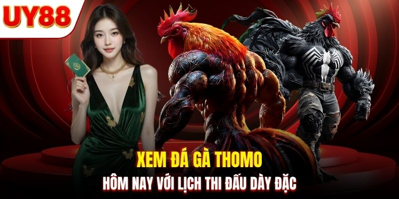Xem đá gà Thomo hôm nay với lịch thi đấu dày đặc